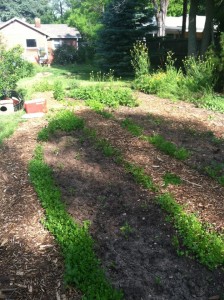 Micro Farms Colorado - Yard Partners - Community Supported Agriculture 2015 - Mulched Beds with Seedlings