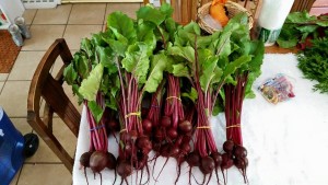 Micro Farms-Organic Vegetables
